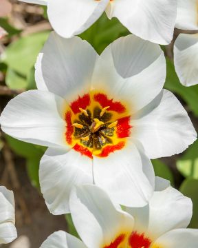 Tulitulppaani Janet 10 kpl