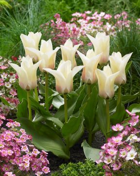 Tulitulppaani Janet 10 kpl