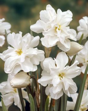 Tuoksunarsissi Albus Plenus Odoratus 10 kpl
