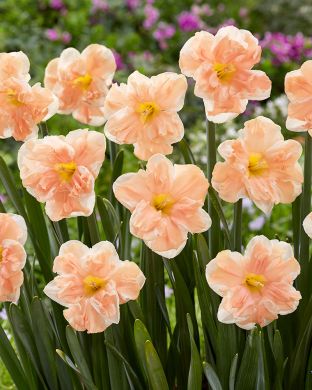 Kaulusnarsissi Apricot Whirl 5 kpl