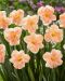 Kaulusnarsissi Apricot Whirl 5 kpl