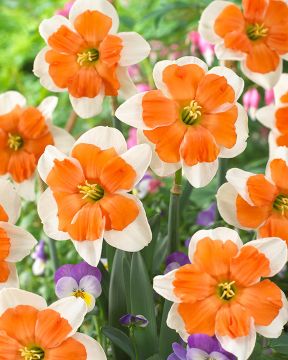 Kaulusnarsissi Electrus 5 kpl