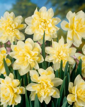 Kerrattu narsissi Irene Copeland 5 kpl