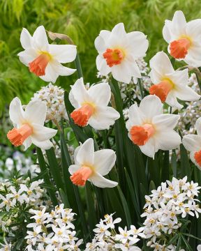 Syklaaminarsissi Kaydee 10 kpl 