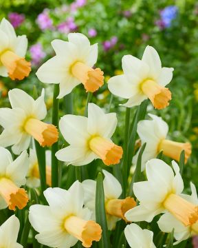 Narsissi Noize 10 kpl