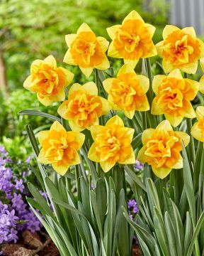 Kerrattu narsissi Jersey Star 10 kpl