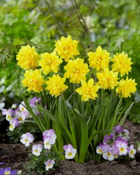 Kerrattu narsissi Tete Deluxe 10 kpl