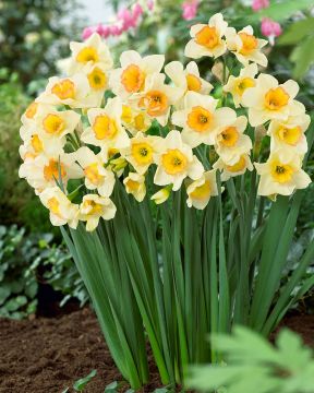 Nunnannarsissi Yazz 10 kpl