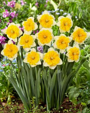 Kaulusnarsissi Gabriel Kleiberg 10 kpl