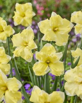 Tähtinarsissi Cassata 10 kpl