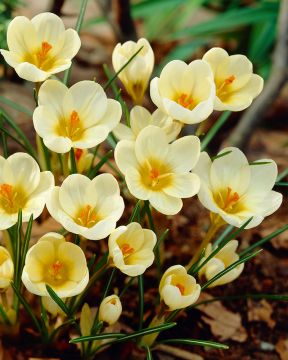 Kultasahrami Cream Beauty 15 kpl