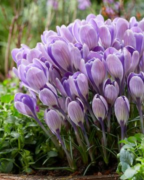 Tähtisahrami Striped Bird 15 kpl