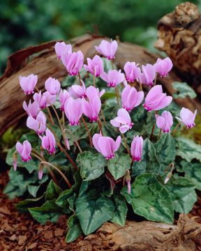 Murattisyklaami 3 kpl