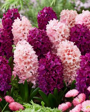 Hyasintti duo 10 kpl