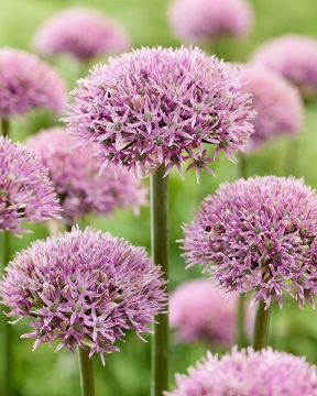 Laukka New York 10 kpl