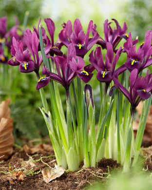 Kevätkurjenmiekka Rejoice 15 kpl