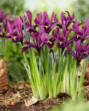 Kevätkurjenmiekka Rejoice 15 kpl