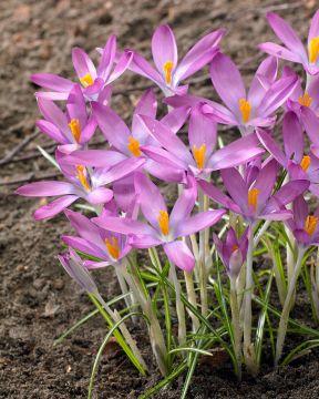 Tähtisahrami Roseus 10 kpl