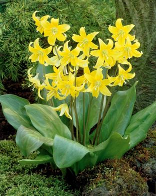 Keltakoiranhammas 5 kpl