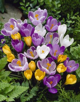 Krookus värisekoitus 40 kpl