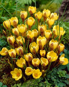 Kultasahrami Gipsy Girl 20 kpl