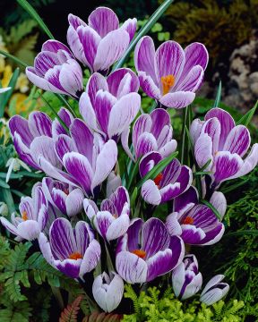 Kevätsahrami King of the Striped 15 kpl