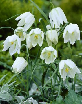 Kirjopikarililja valkoinen 15 kpl