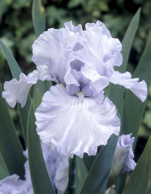 Tarhakurjenmiekka Silverado 5 kpl