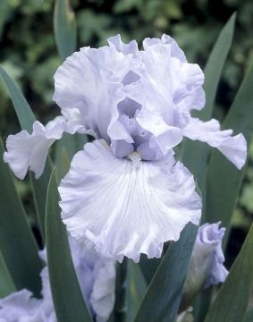 Tarhakurjenmiekka Silverado 5 kpl