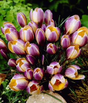 Kultasahrami Advance 10 kpl