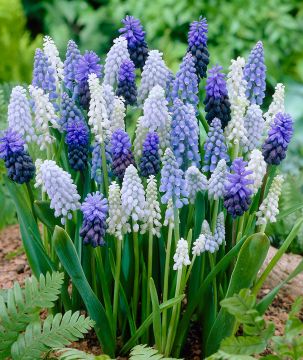 Helmililja mix 20 kpl