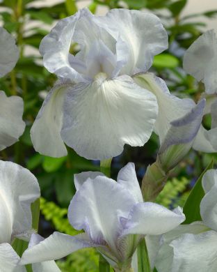 Tarhakurjenmiekka English Cottage 5 kpl