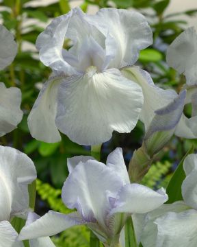 Tarhakurjenmiekka English Cottage 5 kpl