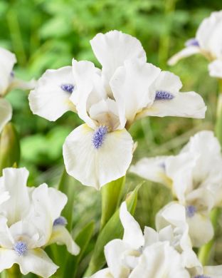 Pikkukurjenmiekka Star of Africa 3 kpl