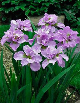 Loistokurjenmiekka Kita-No-Seiza 5 kpl