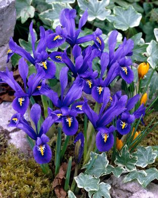 Kevätkurjenmiekka Harmony 15 kpl