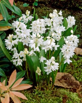 Posliinihyasintti valkoinen 30 kpl