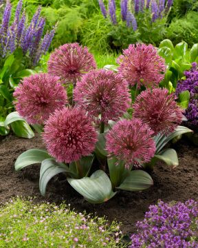 Purppurapallolaukka 3 kpl