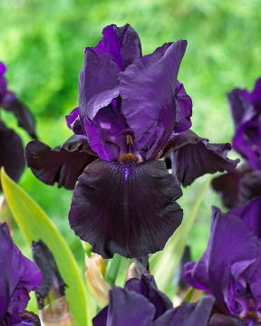 Tarhakurjenmiekka Black Market 3 kpl