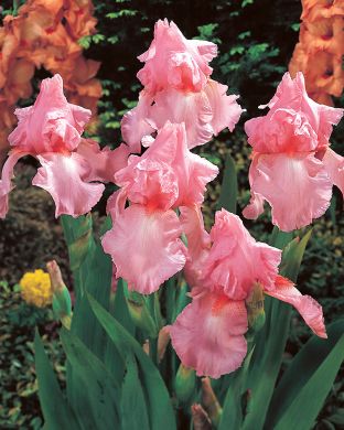 Tarhakurjenmiekka Cherub´s Smile 3 kpl