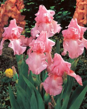 Tarhakurjenmiekka Cherub´s Smile 3 kpl