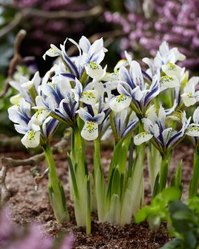 Kevätkurjenmiekka Eye Catcher 10 kpl