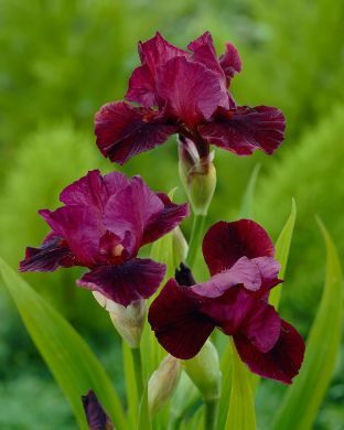 Tarhakurjenmiekka Morning Show 3 kpl