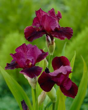 Tarhakurjenmiekka Morning Show 3 kpl