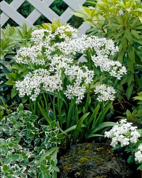 Napolinlaukka 20 kpl