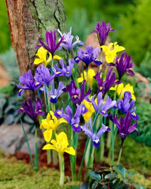 Pikkukurjenmiekka mix 60 kpl