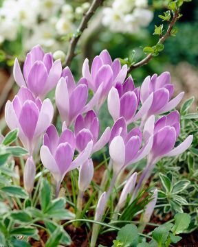 Kevätsahrami Vanguard 15 kpl