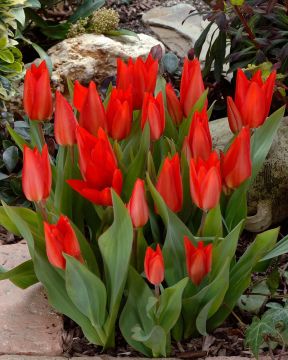 Terttutulppaani Zwanenburg 20 kpl