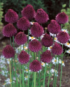 Pallerolaukka 20 kpl