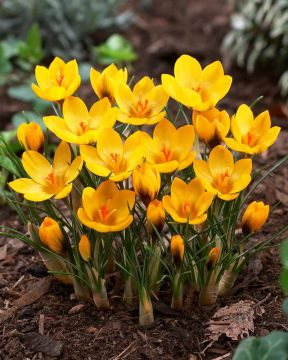 Kultasahrami Goldilocks 20 kpl